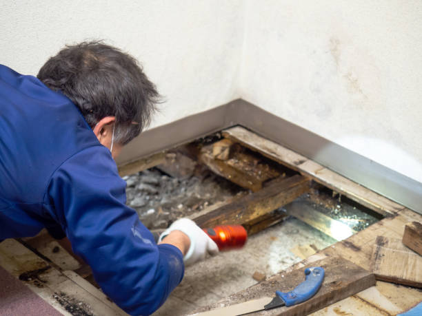 Best Attic Mold Remediation in Oakwood Hls, IL