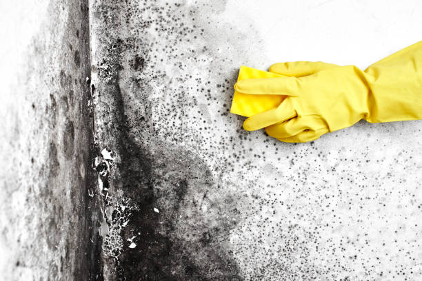 Best White Mold Remediation in Oakwood Hls, IL