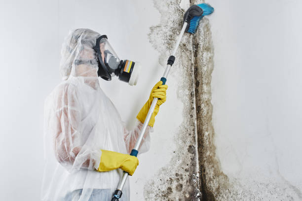 Best Industrial Mold Remediation in Oakwood Hls, IL