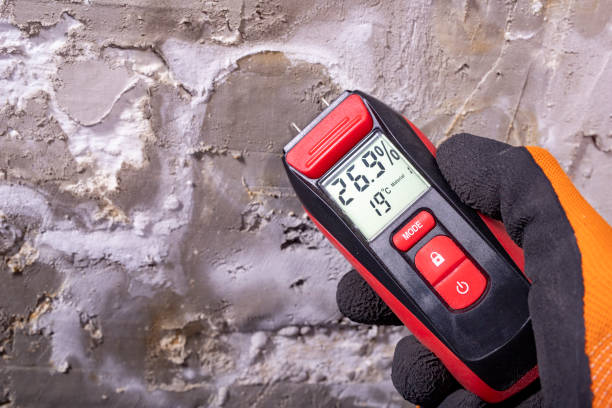 Best White Mold Remediation in Oakwood Hls, IL