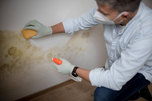 Best Commercial Mold Remediation in Oakwood Hls, IL