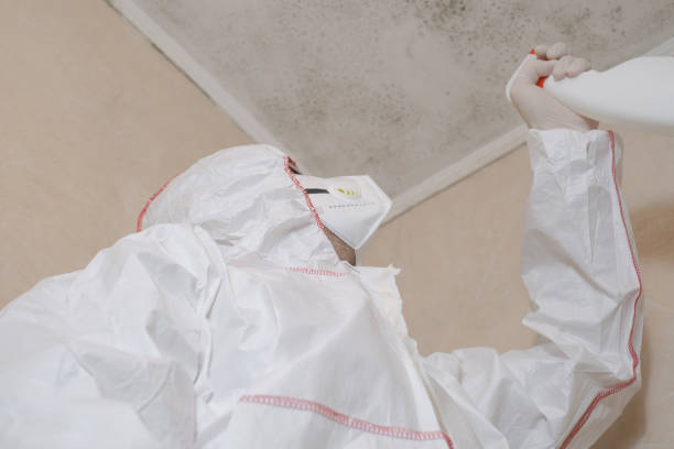 Best Post-Flood Mold Remediation in Oakwood Hls, IL