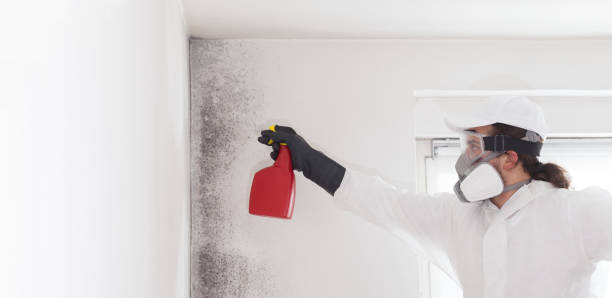 Best Residential Mold Remediation in Oakwood Hls, IL