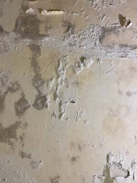 Best Bathroom Mold Remediation in Oakwood Hls, IL