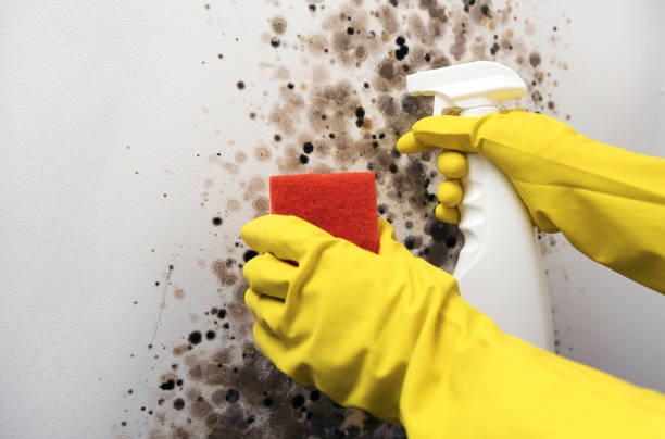 Best Black Mold Remediation in Oakwood Hls, IL